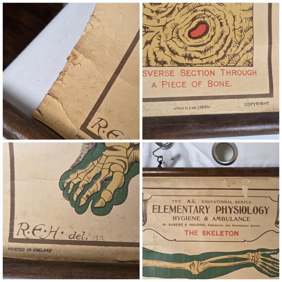 Antique Anatomy Chart of Elementary Physiology Arnold 1908 Medical Poster UK - Picture 8 of 10